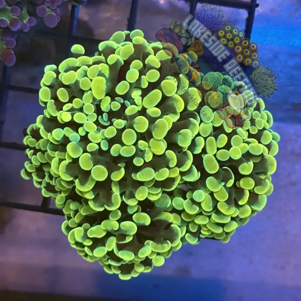 Lakeside Reefing Aquacultured Ultra Gold Hammer R1D1 Coral