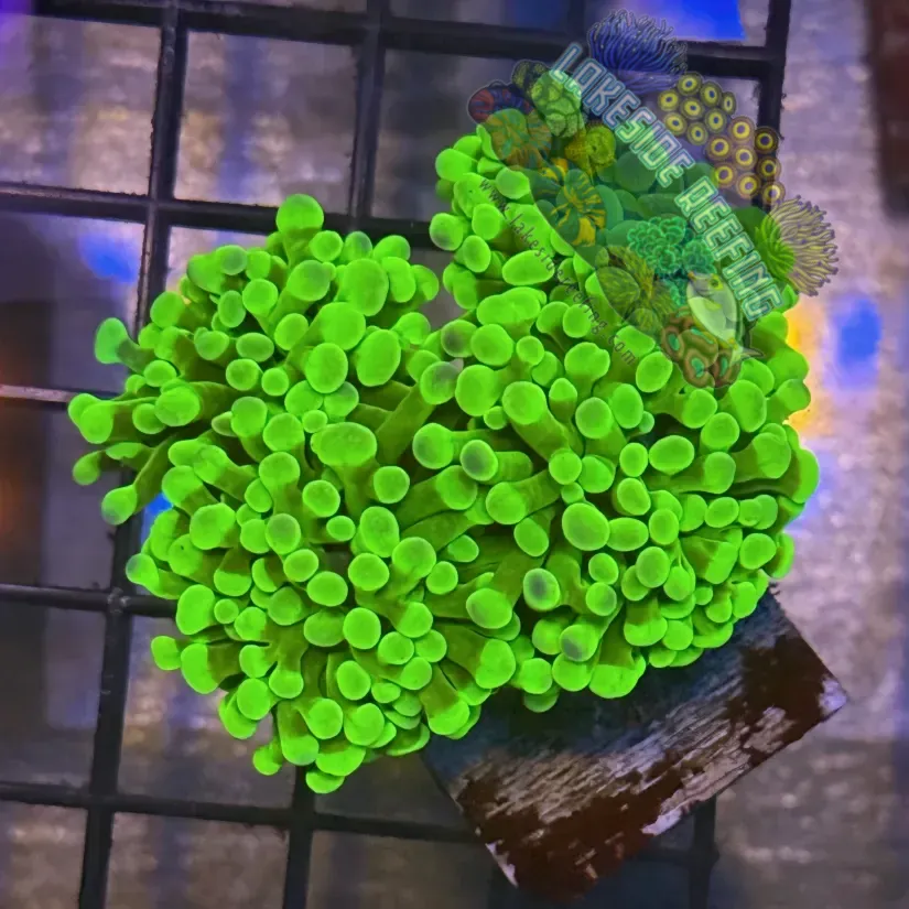 Lakeside Reefing Aquacultured Ultra Neon Green Hammer R1D2 Coral