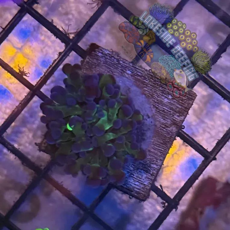 Aquacultured Bi Color Grafted Octospawn R1D3