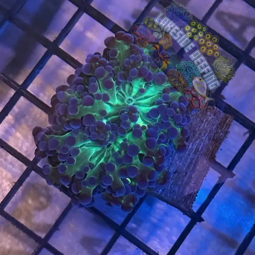 Aquacultured Bi Color Grafted Octospawn R1D4