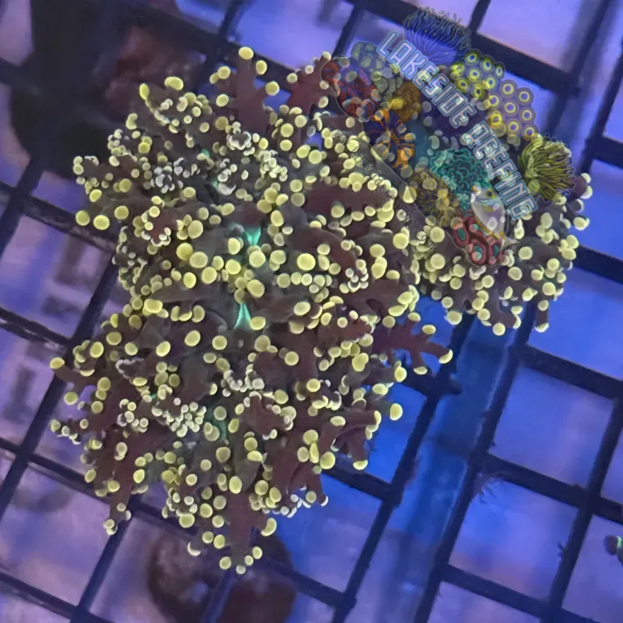 Lakeside Reefing Aquacultured Pink Tip Octospawn R1D5 Coral