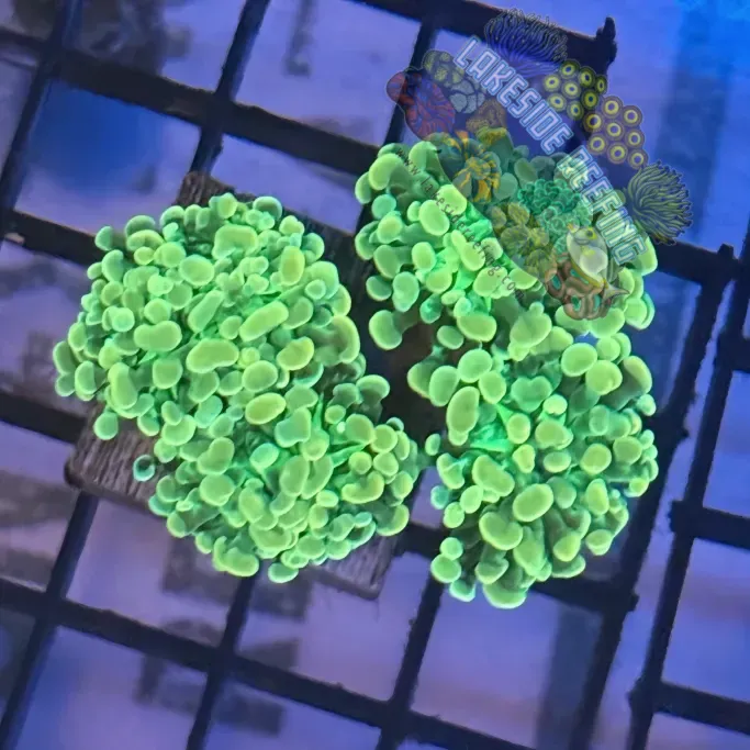Aquacultured Gold and Green Hammer R1D6