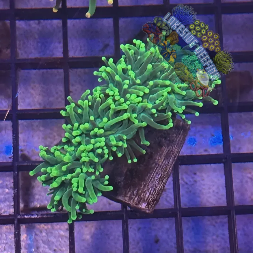 Lakeside Reefing Green with Light Tips Torch Coral - R4B2 Coral