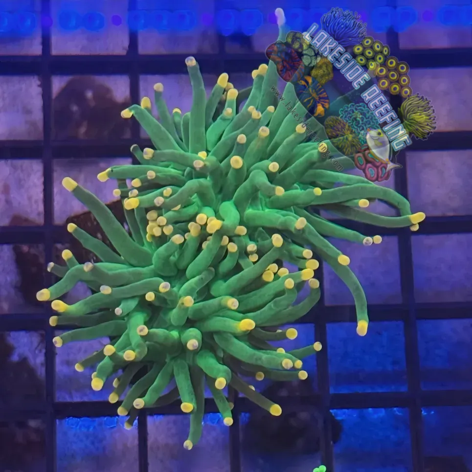 Lakeside Reefing Green with Pink Tips Torch Coral - R4B3 Coral