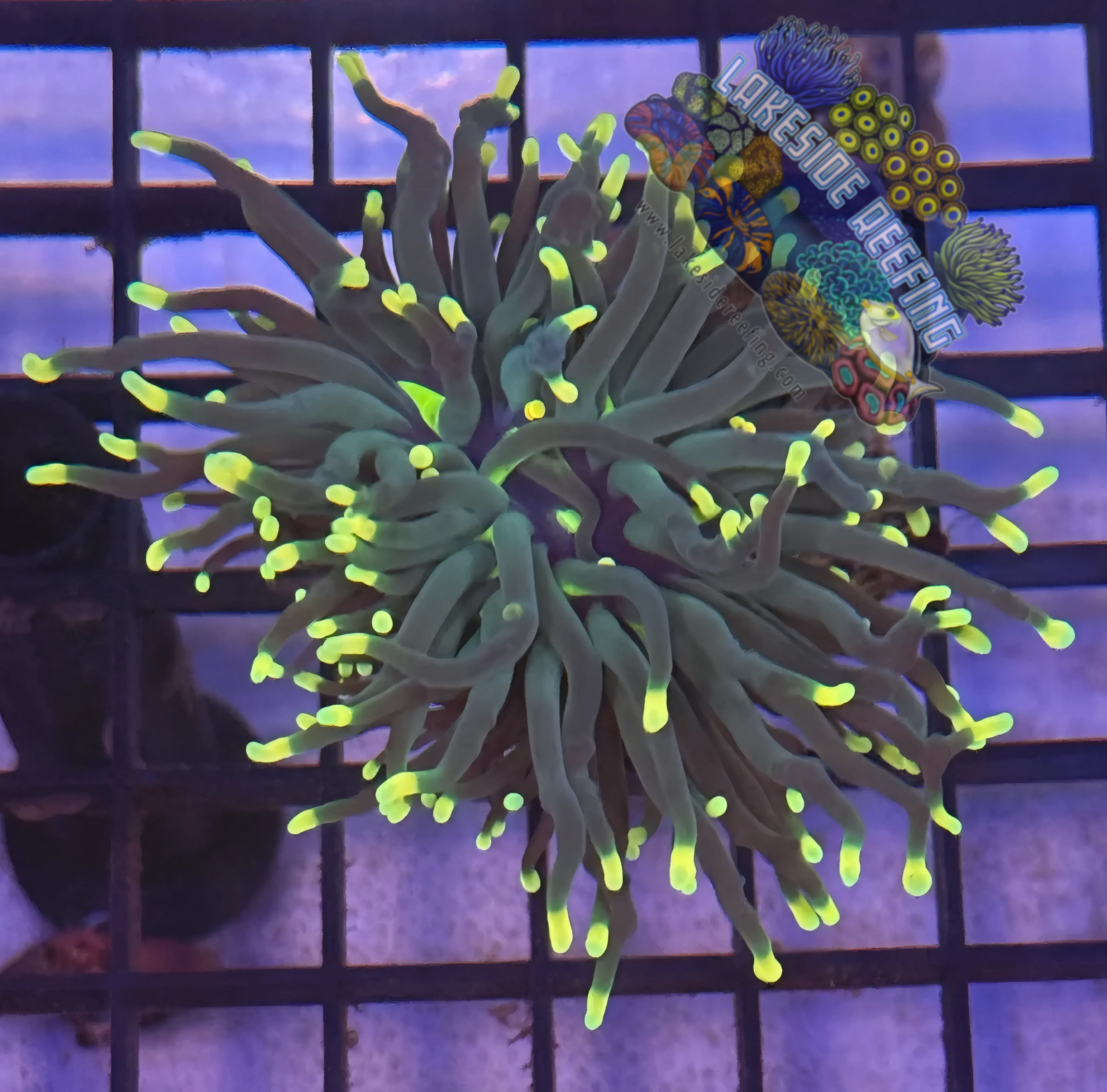 Lakeside Reefing Indo Rasta Torch Coral - R4B6 Coral