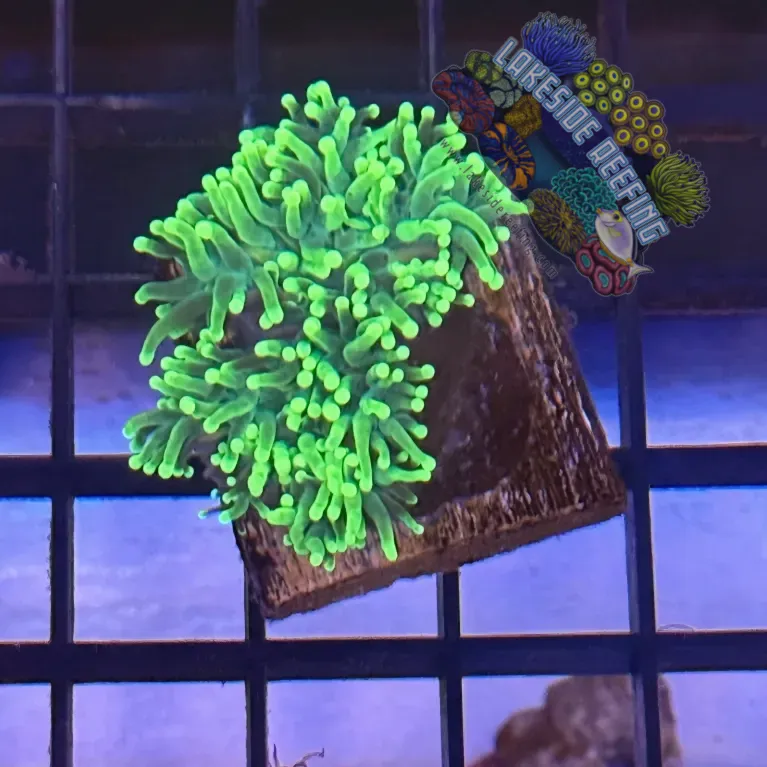 Lakeside Reefing Green with Light Tips Torch Coral - R4B7 Coral