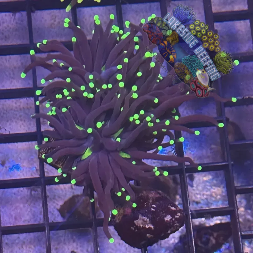 Lakeside Reefing Indo Hurricane Joker Torch Coral - R4C2 Coral