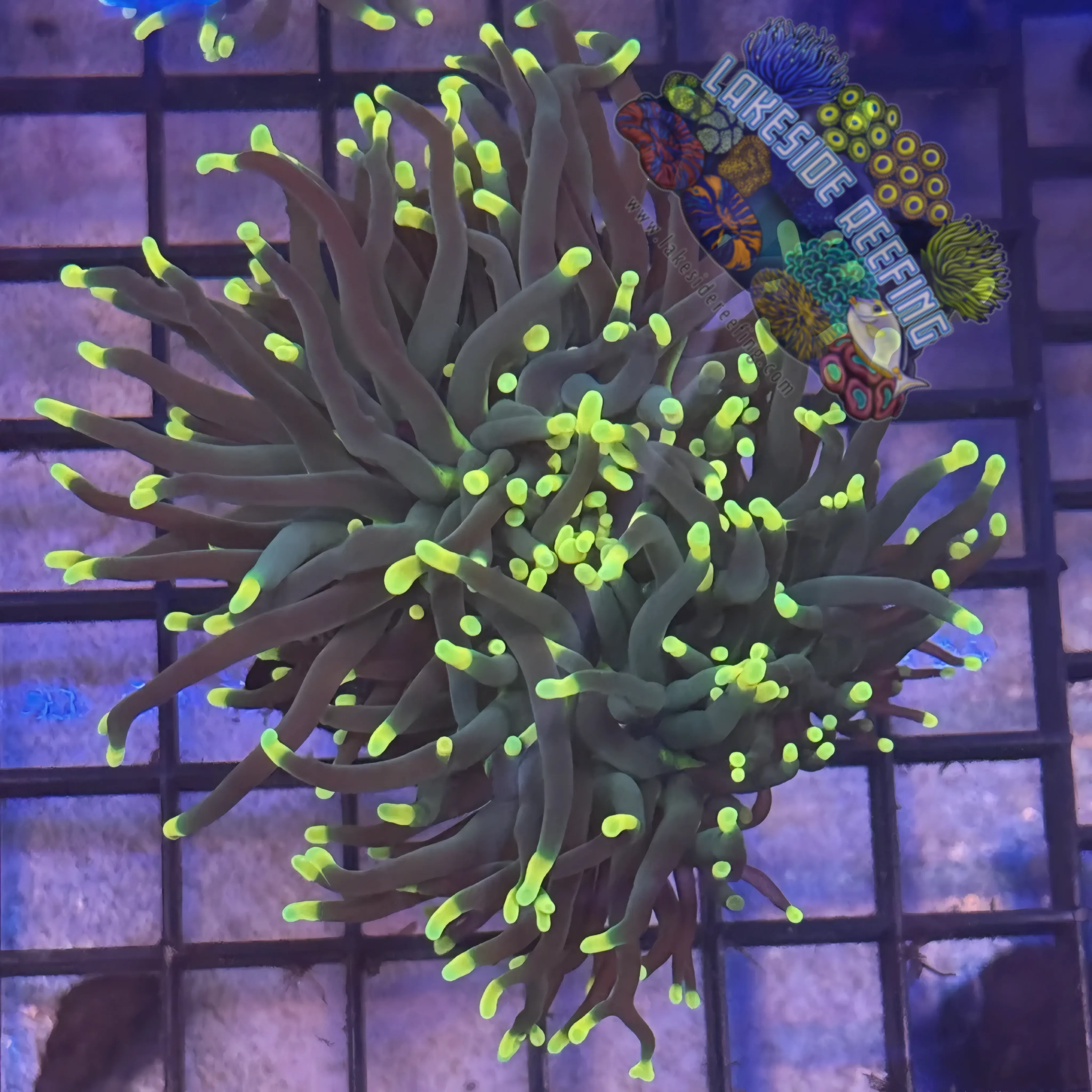 Lakeside Reefing Indo Rasta Torch Coral - R4C3 Coral