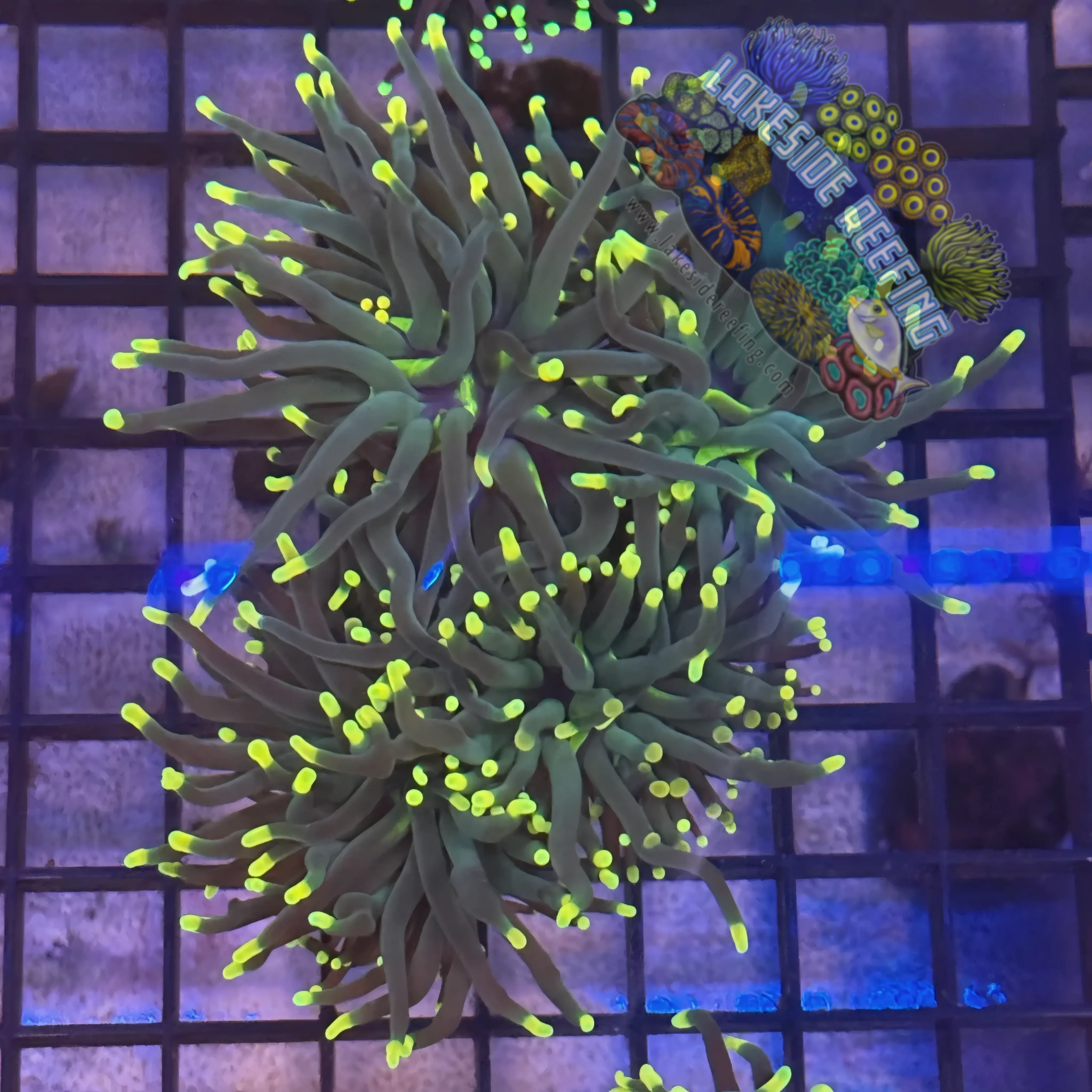 Lakeside Reefing Indo Rasta Torch Coral - R4C4 Coral