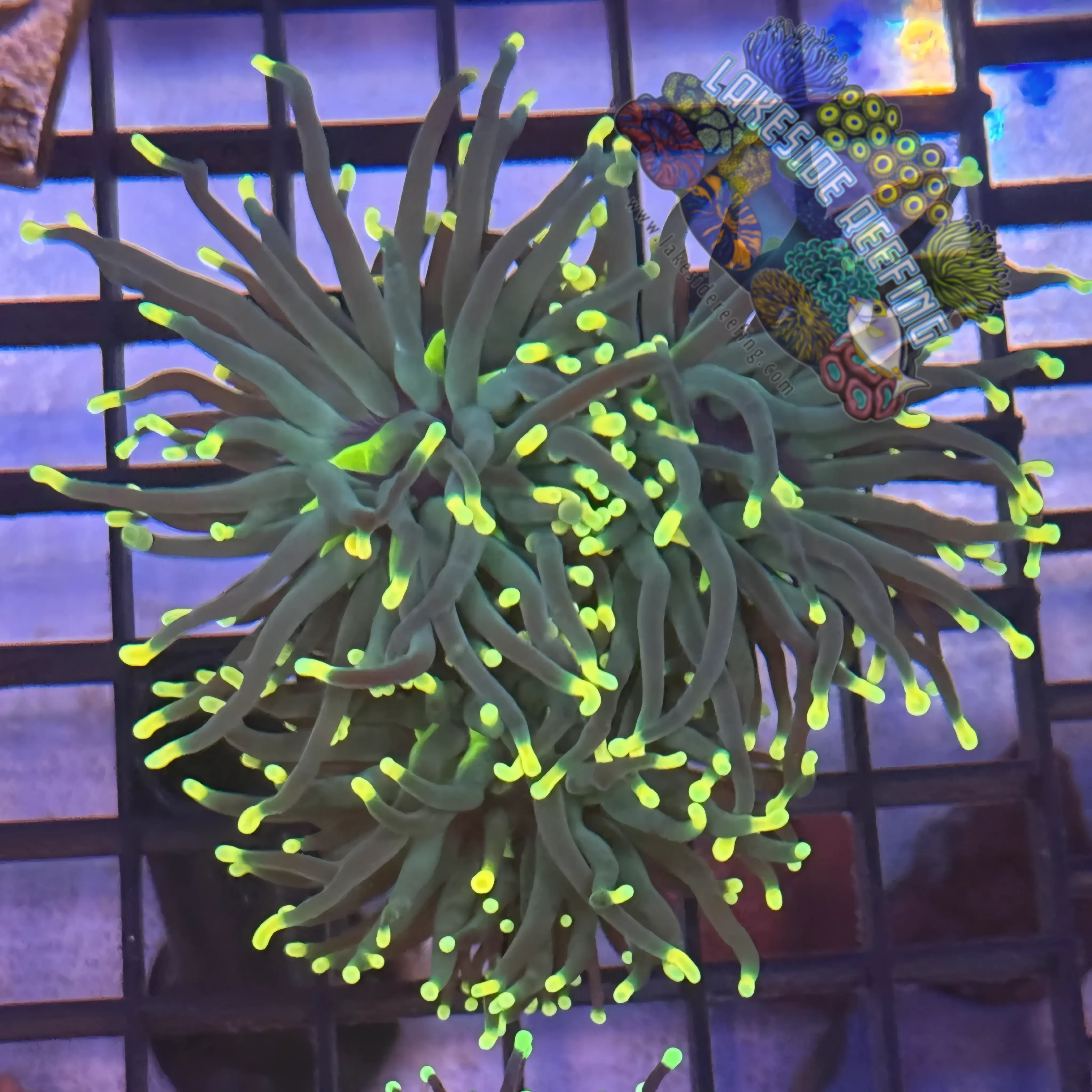 Lakeside Reefing Indo Rasta Torch Coral - R4C6 Coral