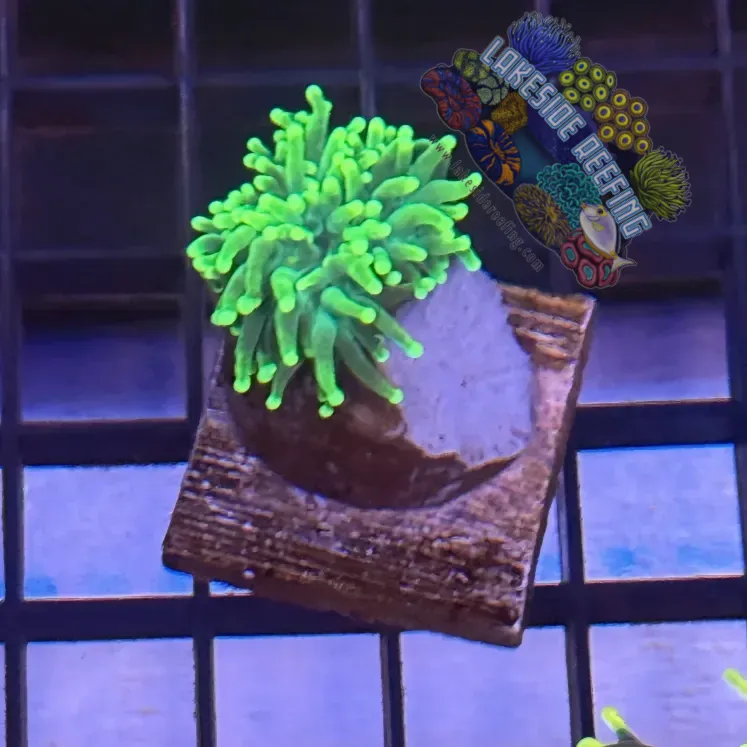 Lakeside Reefing Green with Light Tips Torch Coral - R4C7 Coral