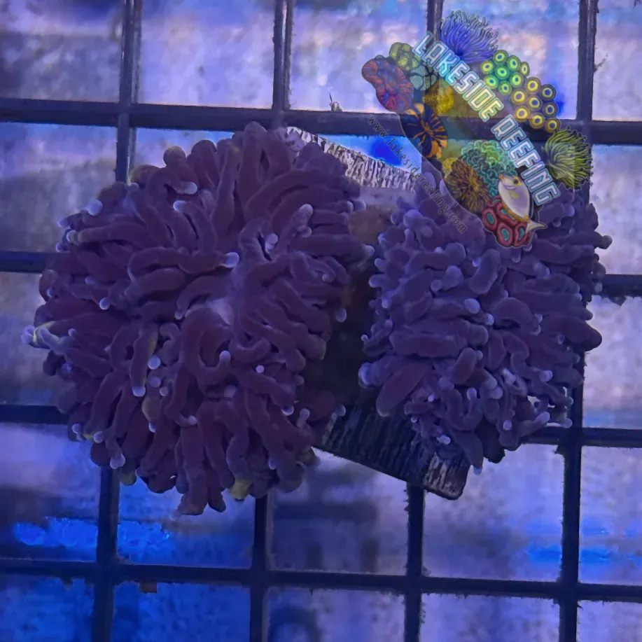 Lakeside Reefing Deep Purple Torch Coral - R5B1 Coral
