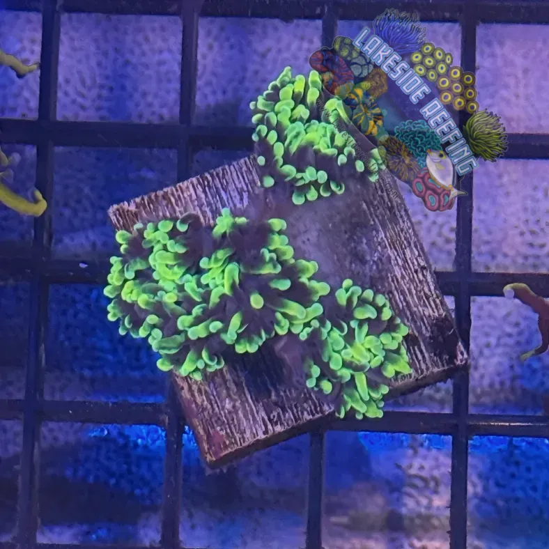 Lakeside Reefing Purple with Light Tips Torch Coral - R5B3 Coral