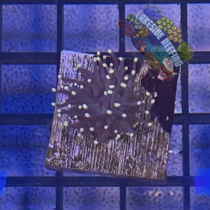 Lakeside Reefing Purple with Pink Tips Torch Coral - R5B4 Coral