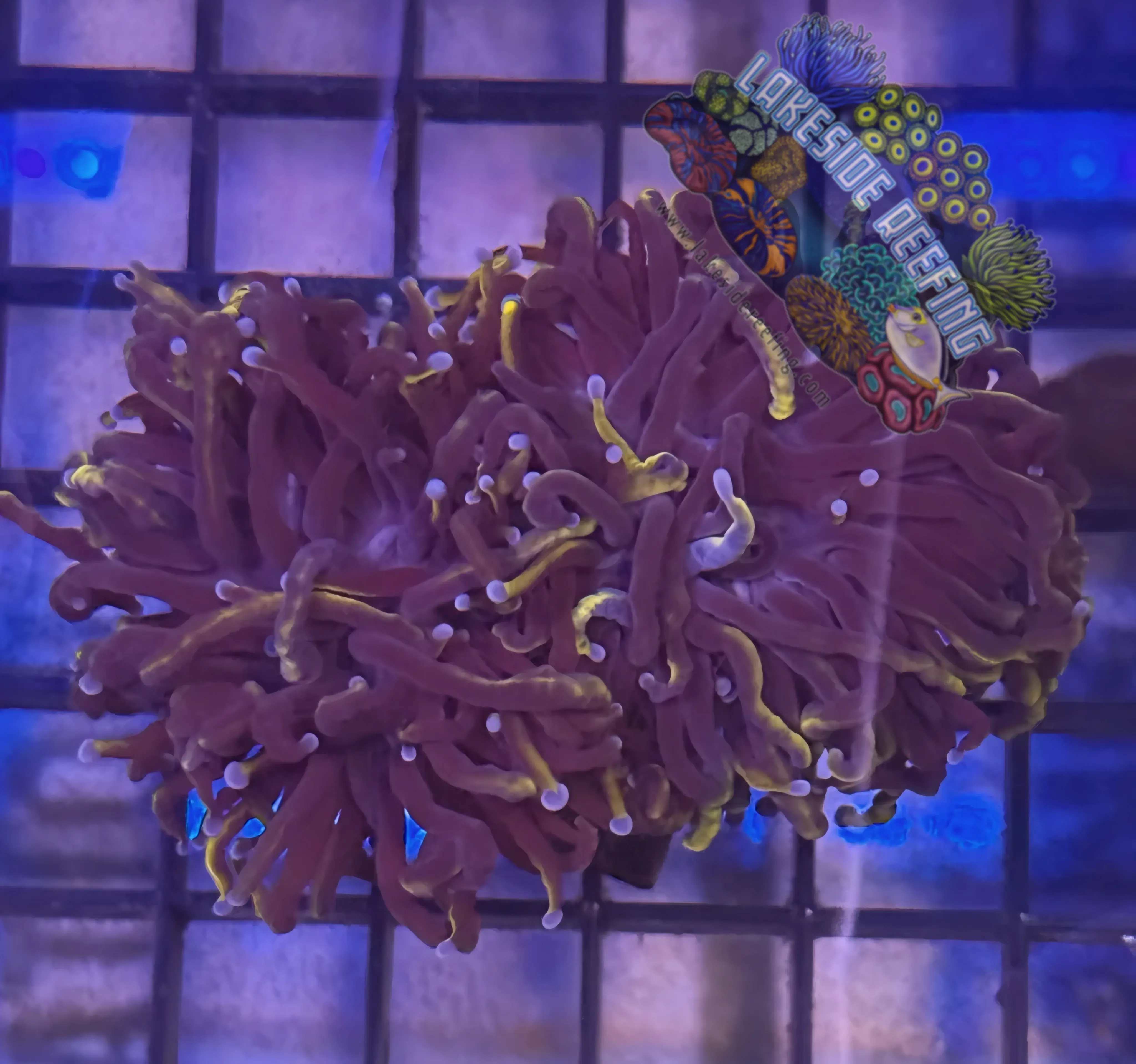 Lakeside Reefing Gold Wolverine Torch Coral - R5C3 Coral