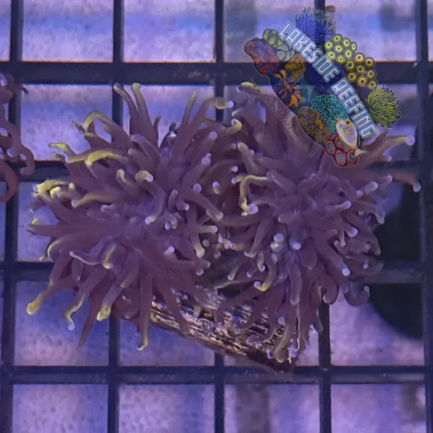 Lakeside Reefing Wolverine Gold Torch Coral - R5C5 Coral
