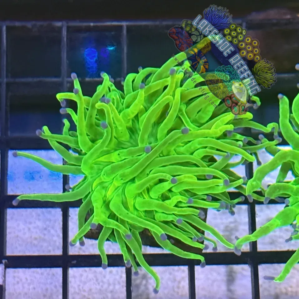 Lakeside Reefing Ultra Holy Grail Torch Coral - R5C6 Coral