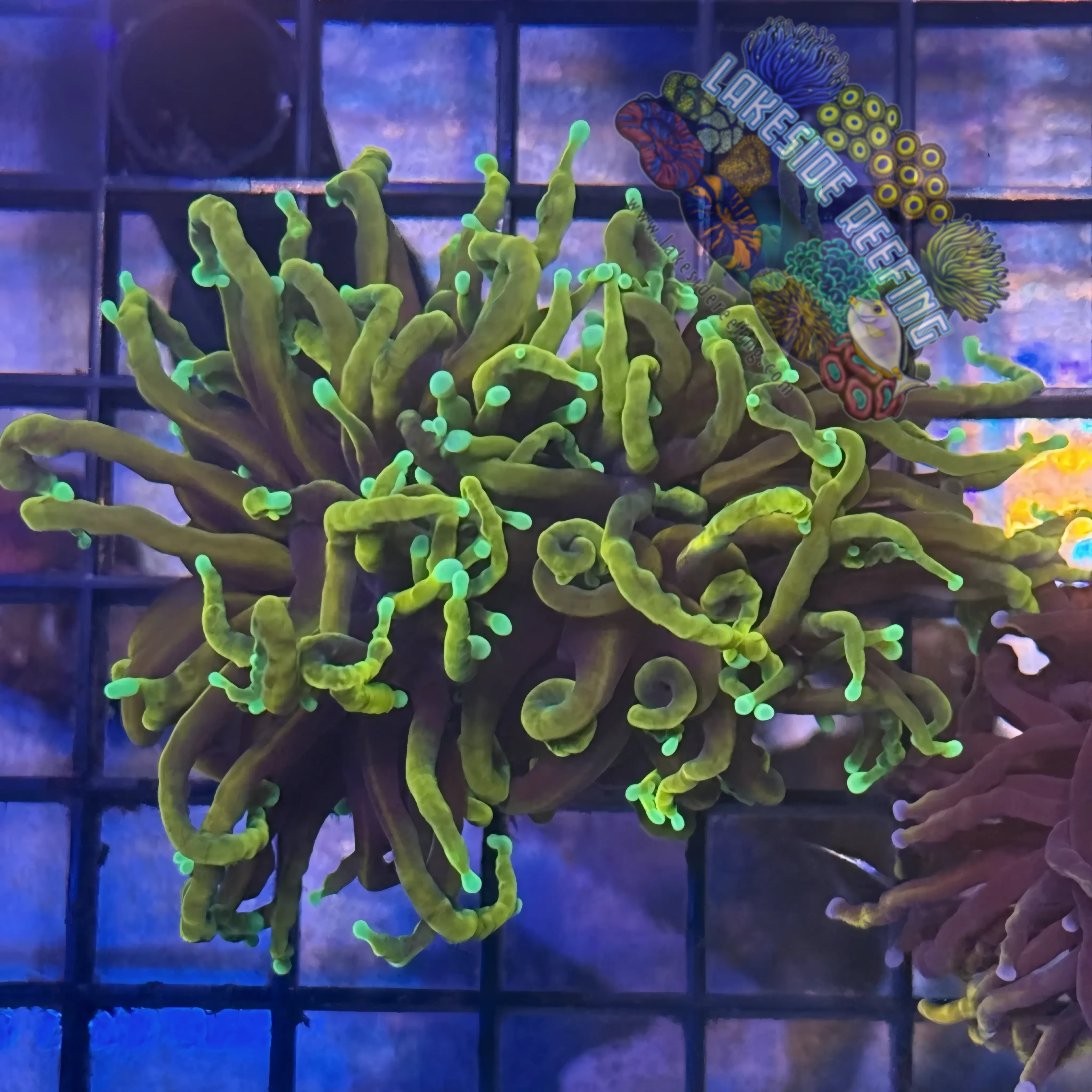 Lakeside Reefing Ultra Gold Dragon Soul Torch Coral - R5D1 Coral