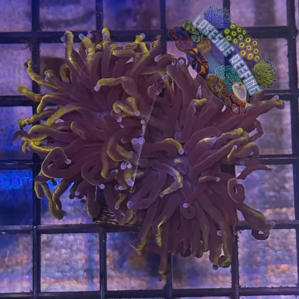 Lakeside Reefing Ultra Gold Wolverine Torch Coral - R5D3 Coral