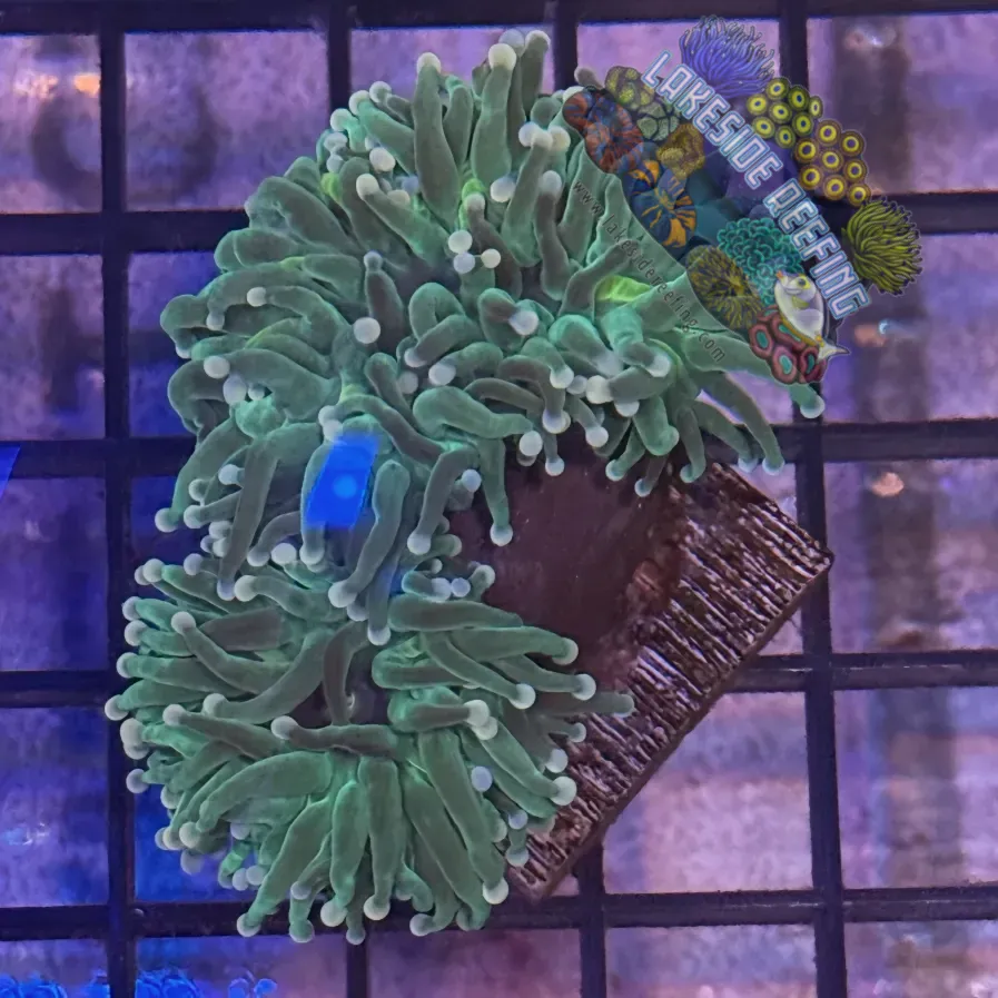 Lakeside Reefing Green with Pink Tips Torch Coral - R5D4 Coral