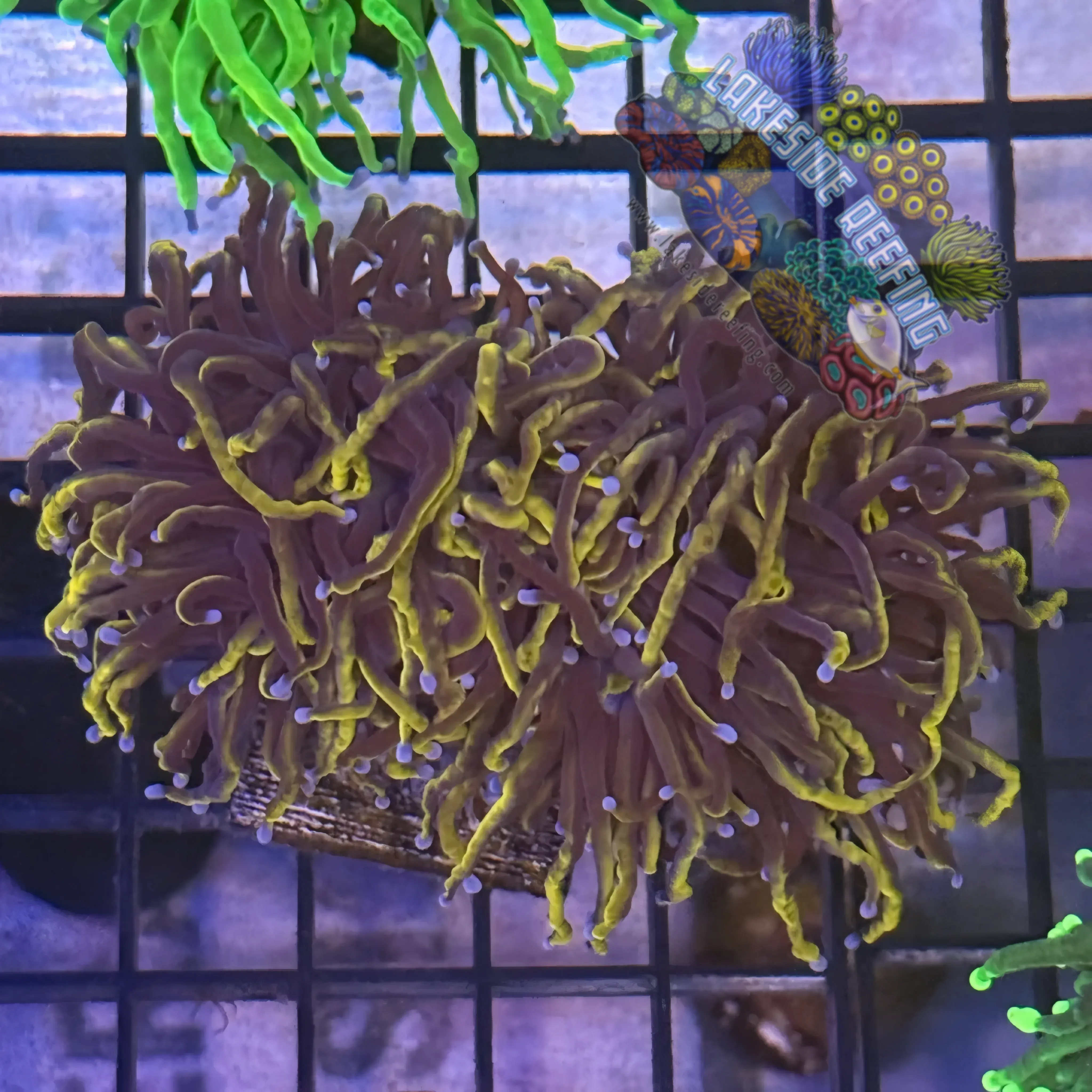 Lakeside Reefing Ultra Gold Wolverine Torch Coral - R5D5 Coral