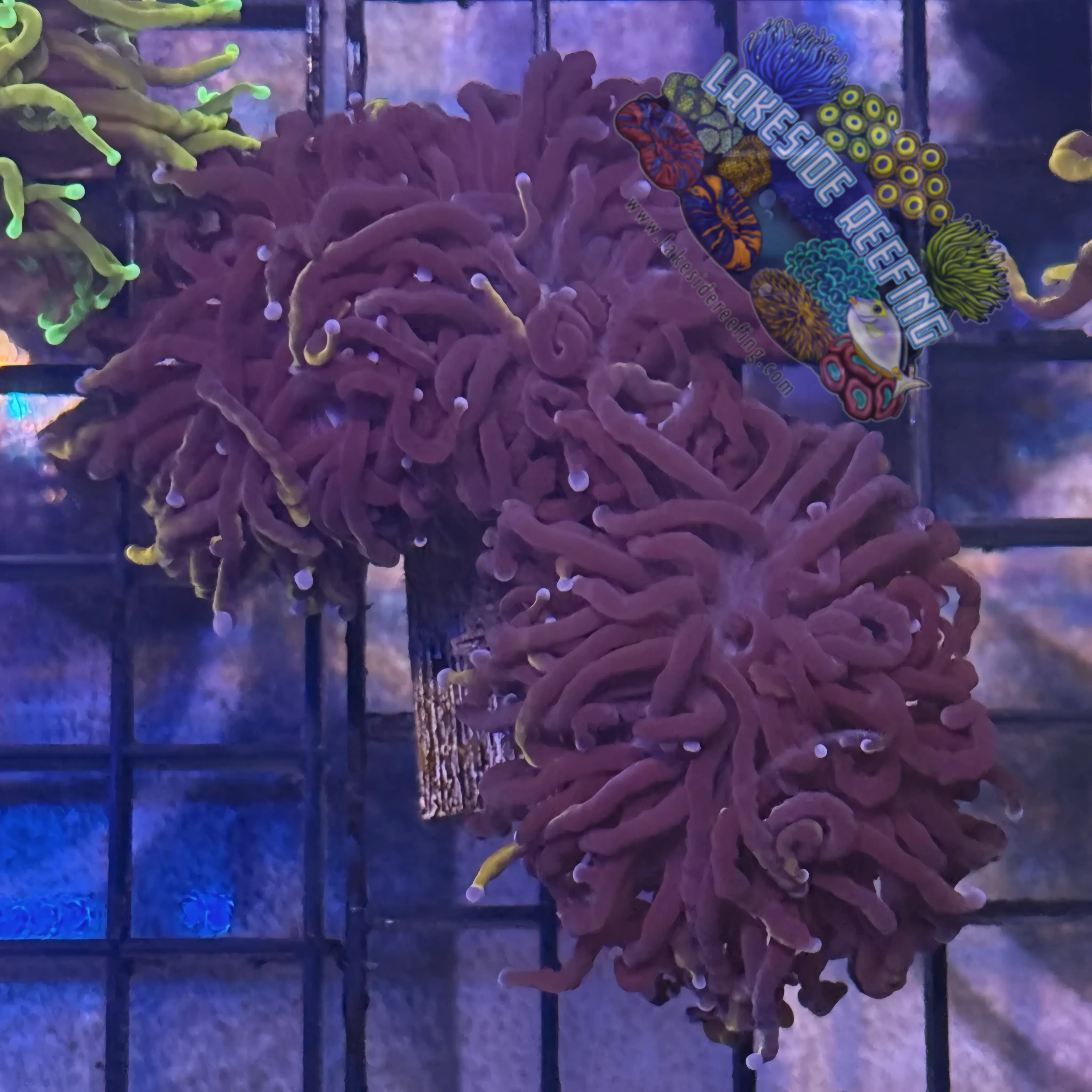Lakeside Reefing Deep Purple Wolverine Torch Coral - R6A1 Coral