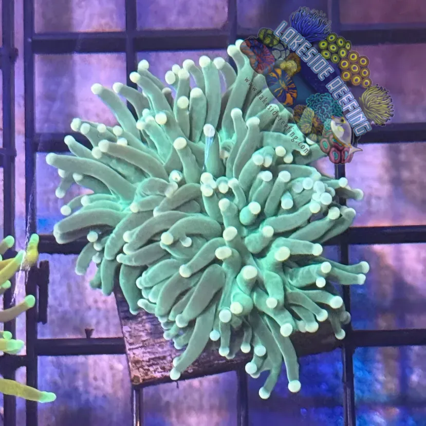 Lakeside Reefing Green with Light Tips Torch Coral - R6A3 Coral
