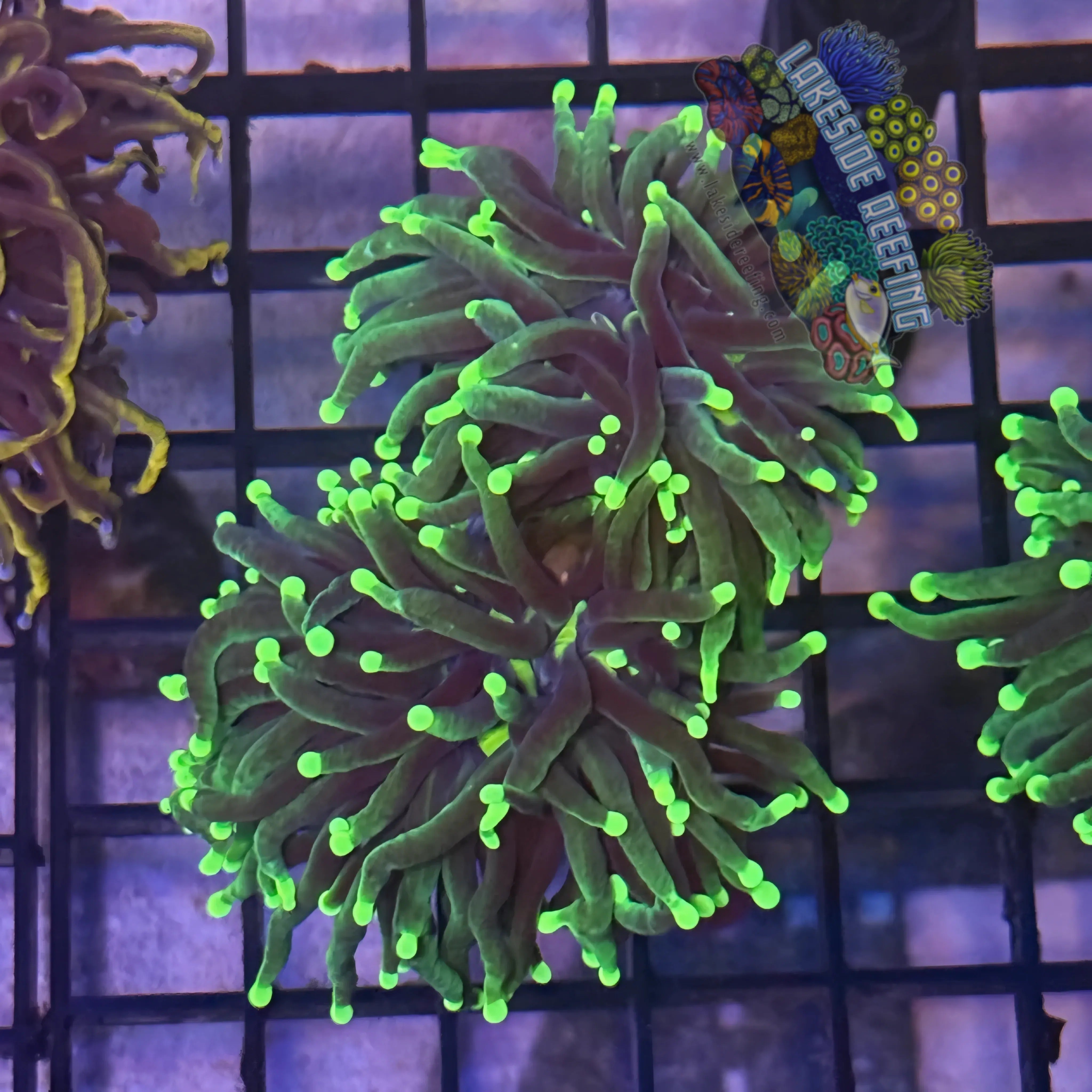 Lakeside Reefing Indo Rasta Torch Coral - R6A6 Coral