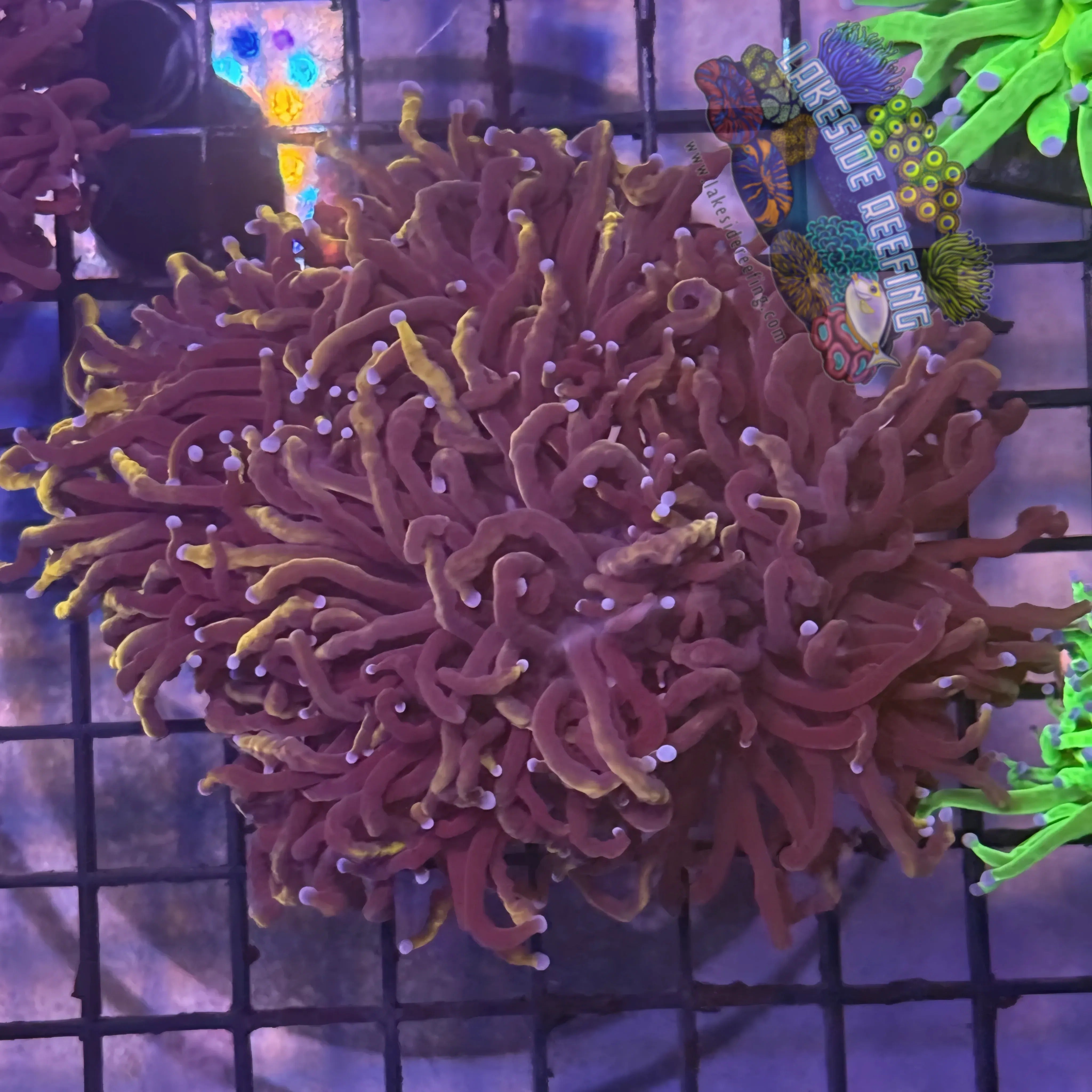 Lakeside Reefing Gold Wolverine Torch Coral - R6B1 Coral