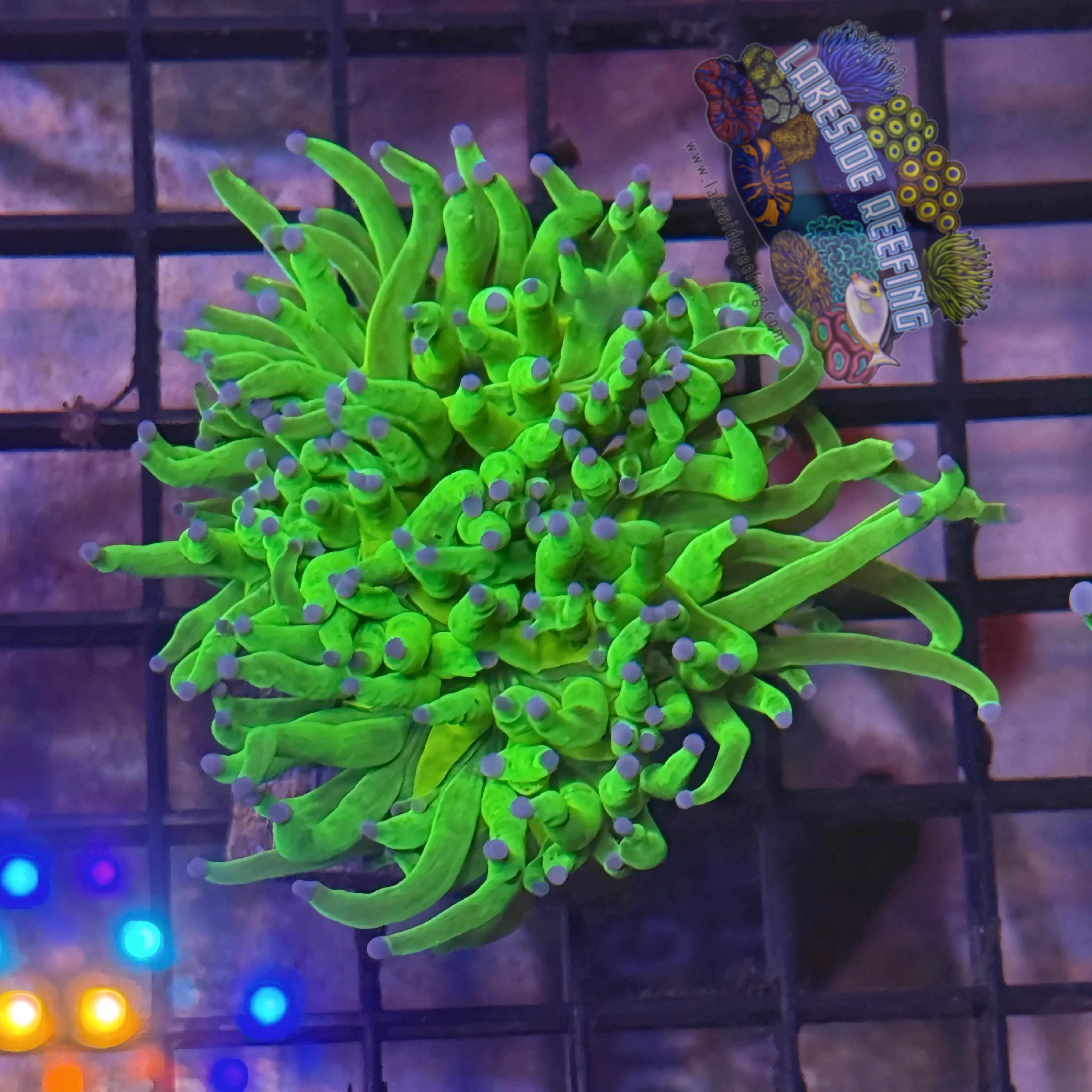 Lakeside Reefing Lime Green with Blue Tips Torch Coral - R6B3 Coral