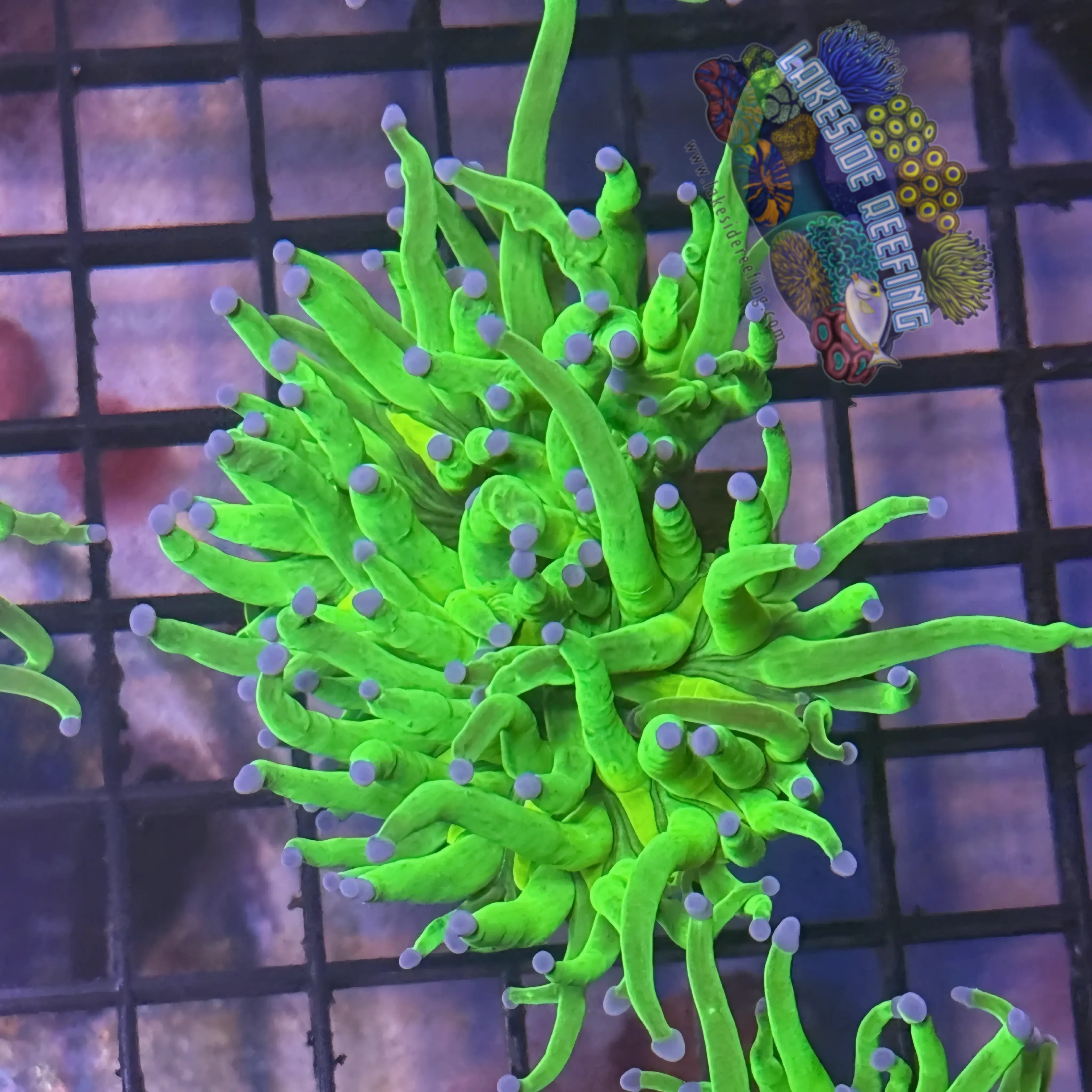 Lakeside Reefing Bright Lime Green with Blue Tips Torch Coral - R6C4 Coral