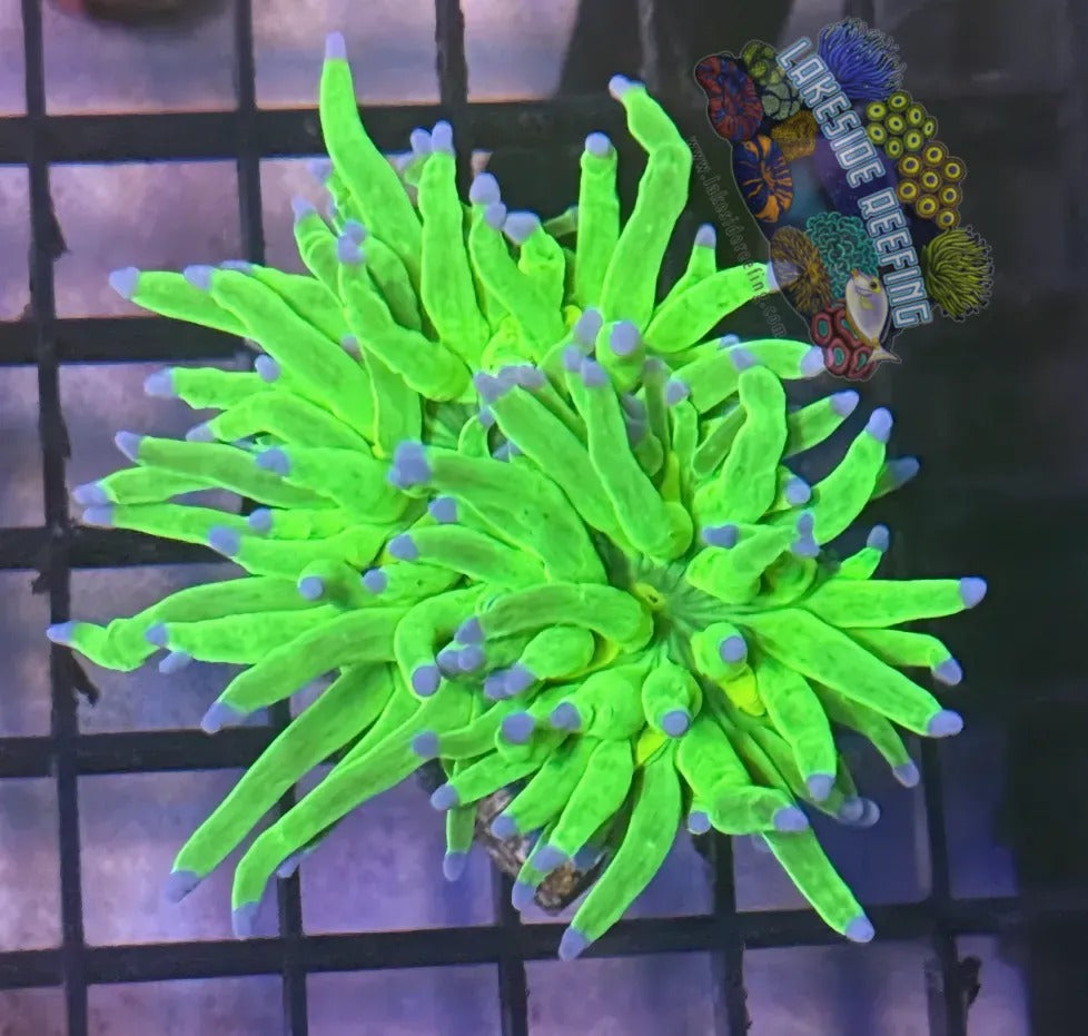 Lakeside Reefing Bright Lime Green with Blue Tips Torch Coral - R6C6 Coral
