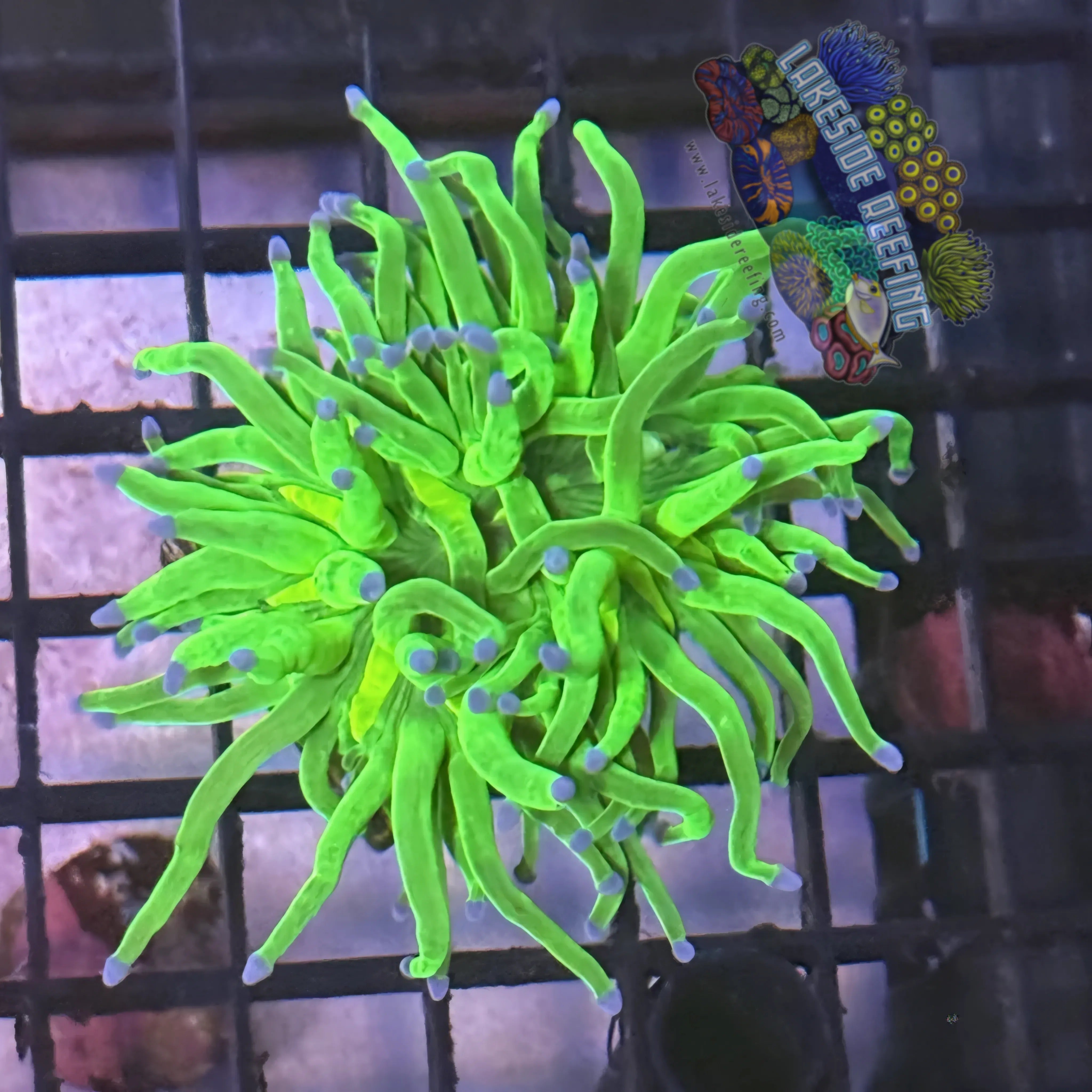 Lakeside Reefing Bright Lime Green with Blue Tips Torch Coral - R6C7 Coral