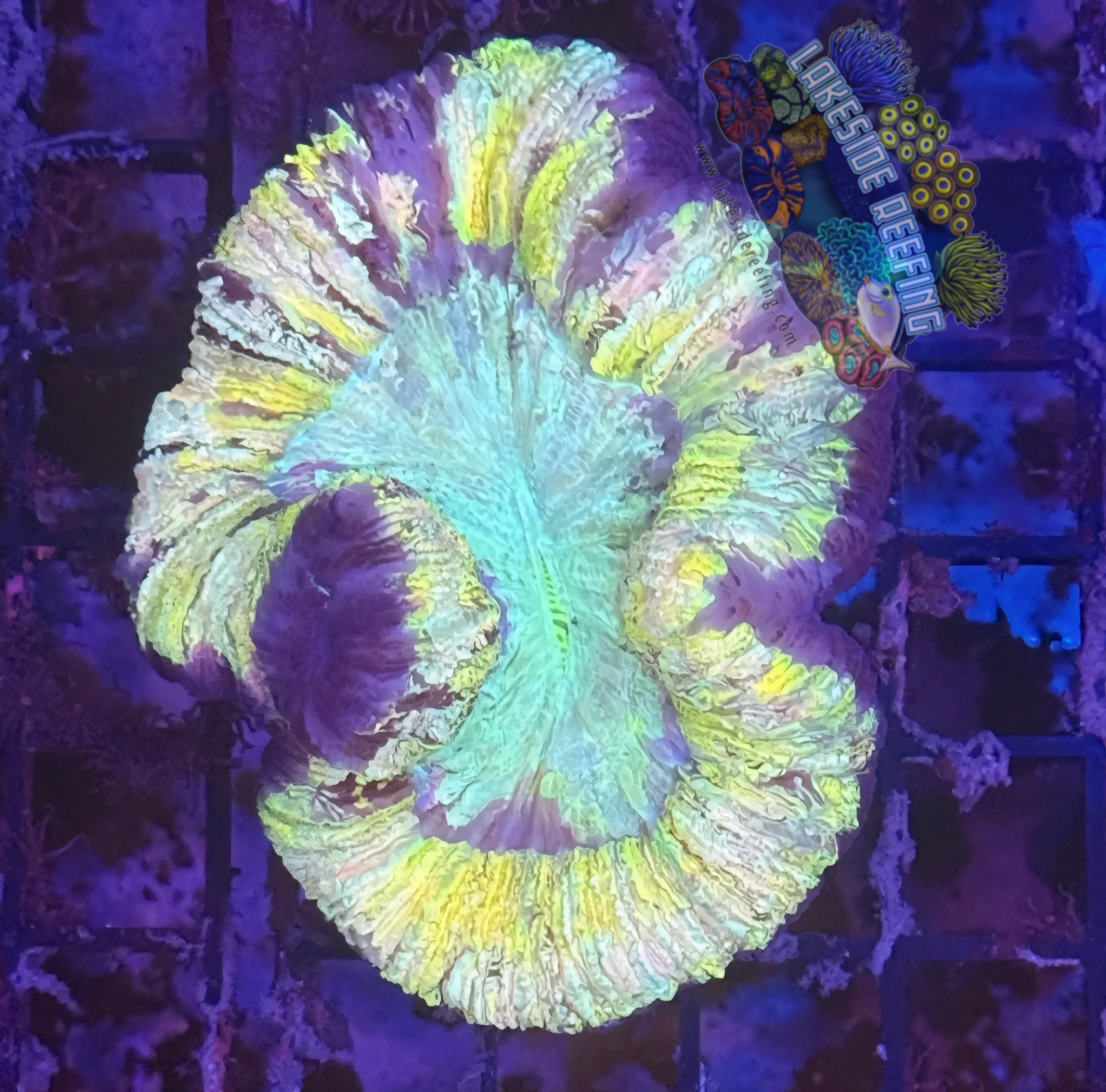 Lakeside Reefing Yellow Rainbow Welsophyllia Coral