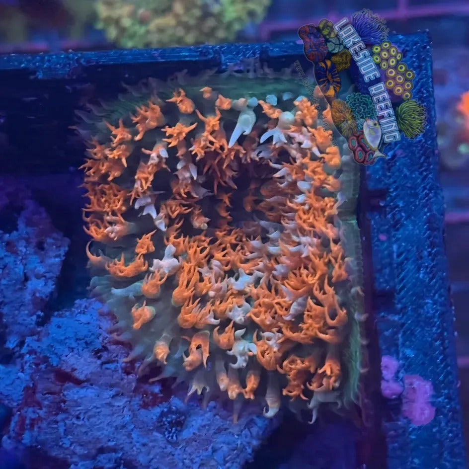 Lakeside Reefing Green and Fuzzy Red Saint Thomas Mushroom Coral Coral