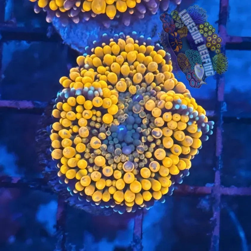 Lakeside Reefing Ultra Ricordia Mushroom - A1 Coral