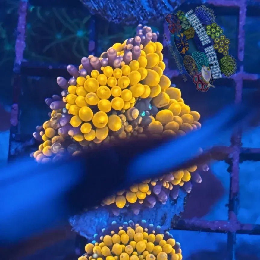 Lakeside Reefing Ultra Ricordia Mushroom A2 Coral