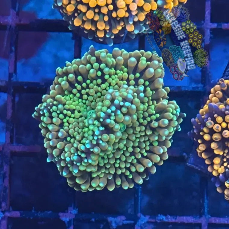 Lakeside Reefing Ultra Ricordia Mushroom B1 Coral
