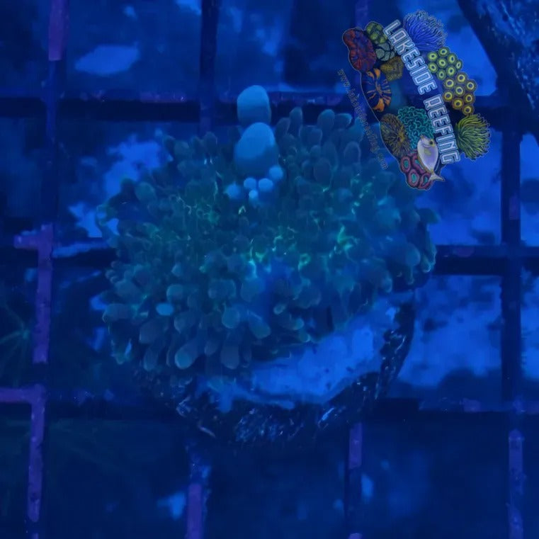 Lakeside Reefing Gumball Ricordia Mushroom B3 Coral