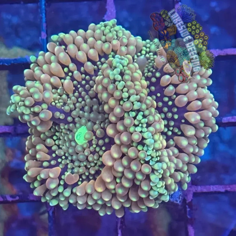 Lakeside Reefing Ultra Ricordia Mushroom C1 Coral