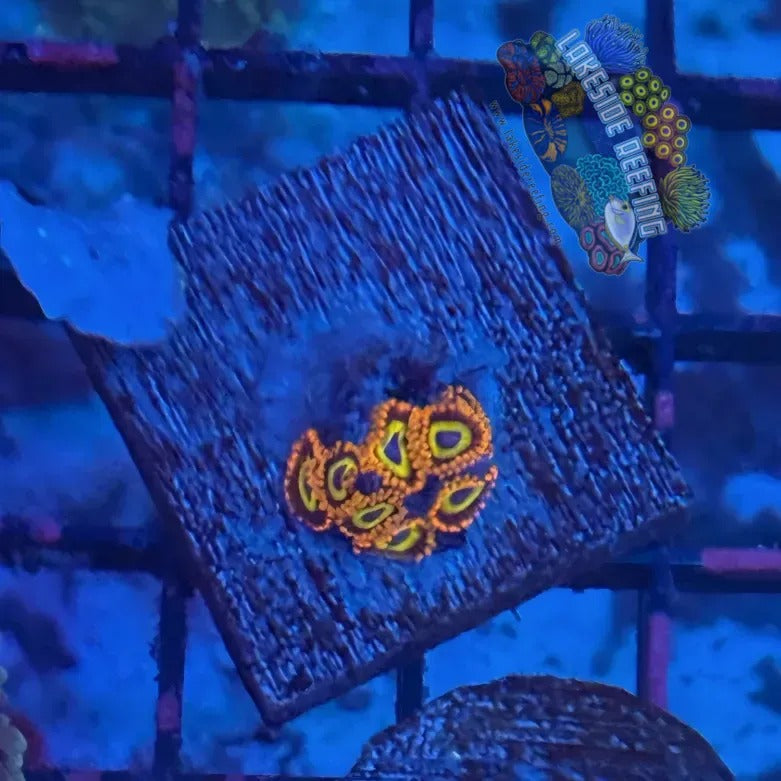 Lakeside Reefing Fruitloops Zoanthids 3 Coral