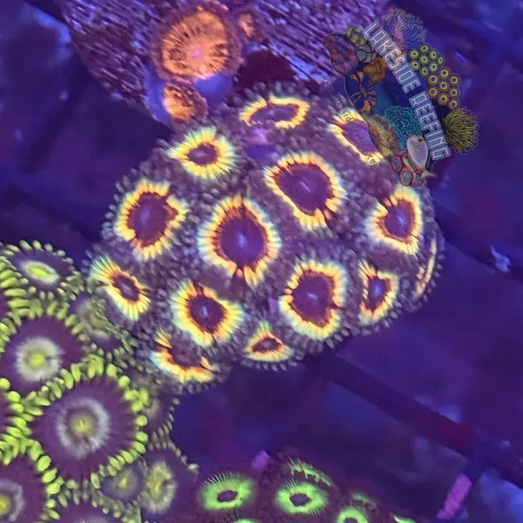 Lakeside Reefing Sonic Flare Zoa Frag Coral