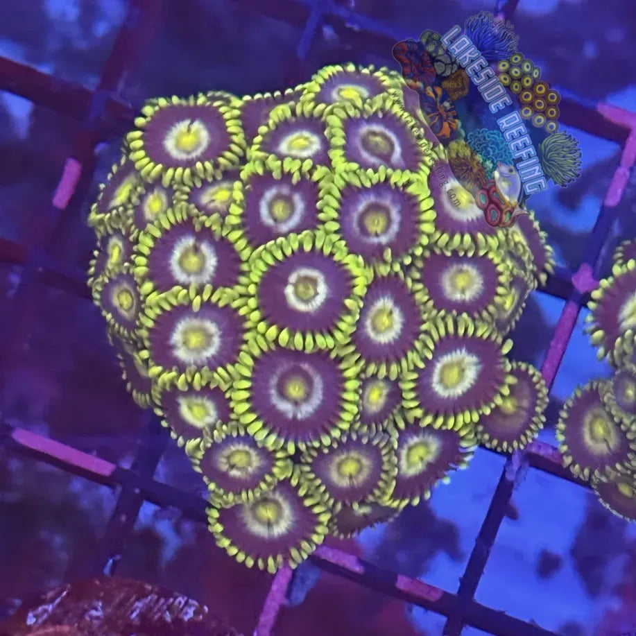 Lakeside Reefing Radioactive Dragon Eyes Zoanthids Coral