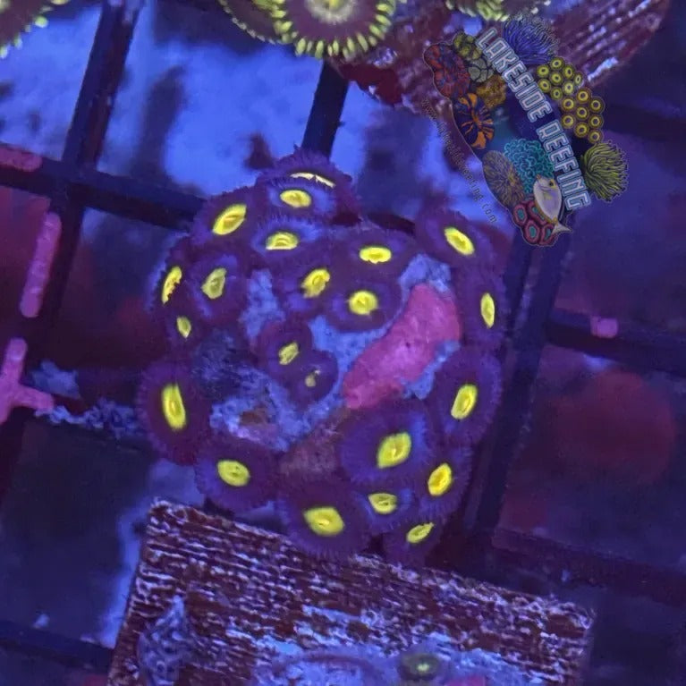 Lakeside Reefing ACI Cultured AOI Zoanthids Coral