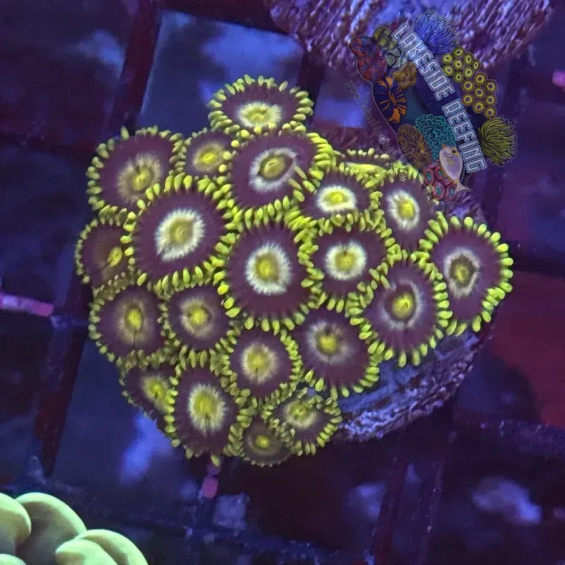 Lakeside Reefing Radioactive Dragon Eyes Zoanthids Coral