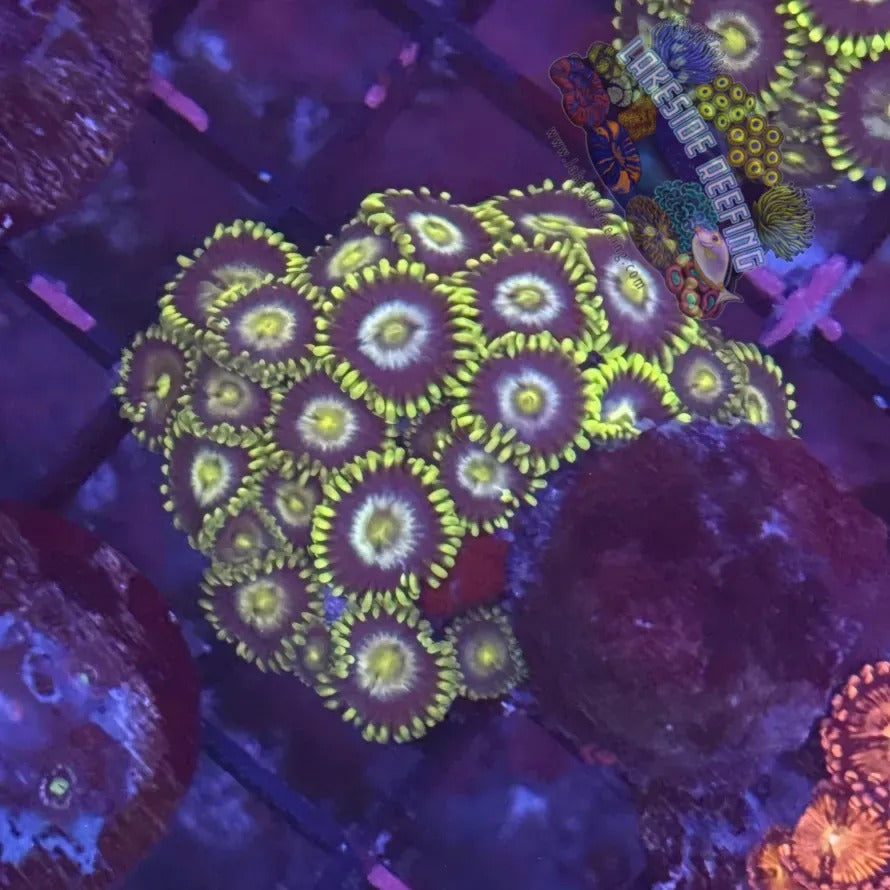 Lakeside Reefing Radioactive Dragon Eyes Zoanthids Coral