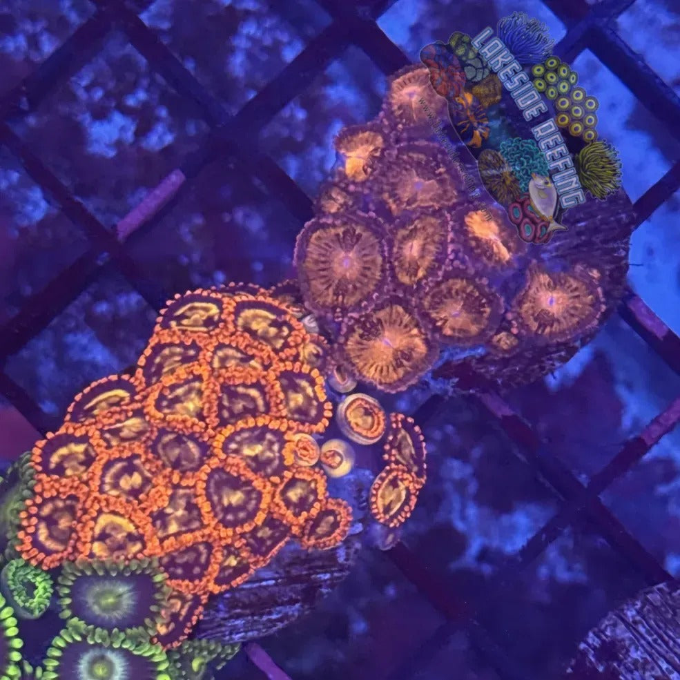 Lakeside Reefing Orange Sunburst Zoanthids Coral