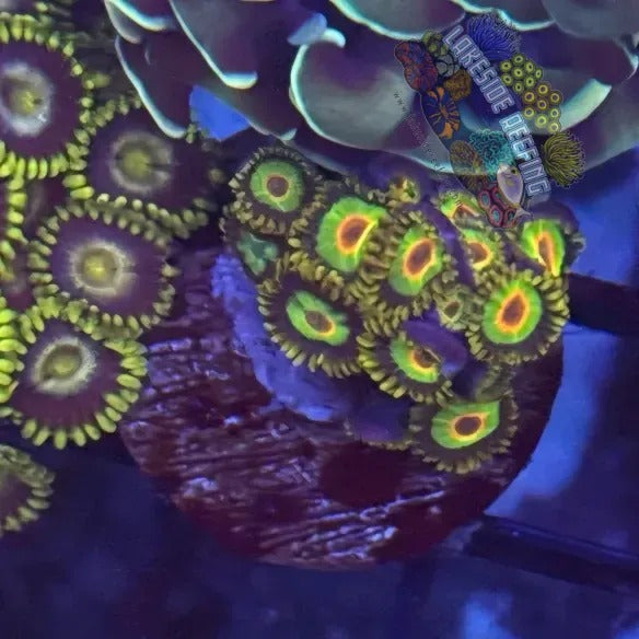 Lakeside Reefing Aquacultured Rasta Zoanthids 1 Coral