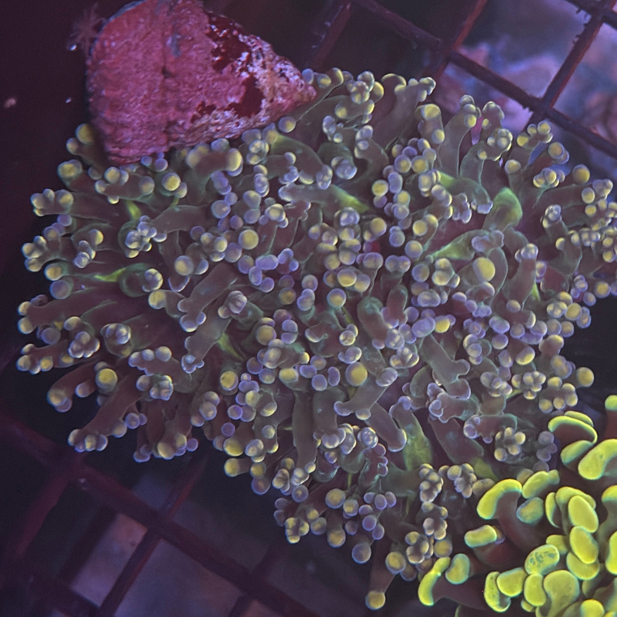 Aquacultured Purple and Yellow Tip Octospawn R1A1