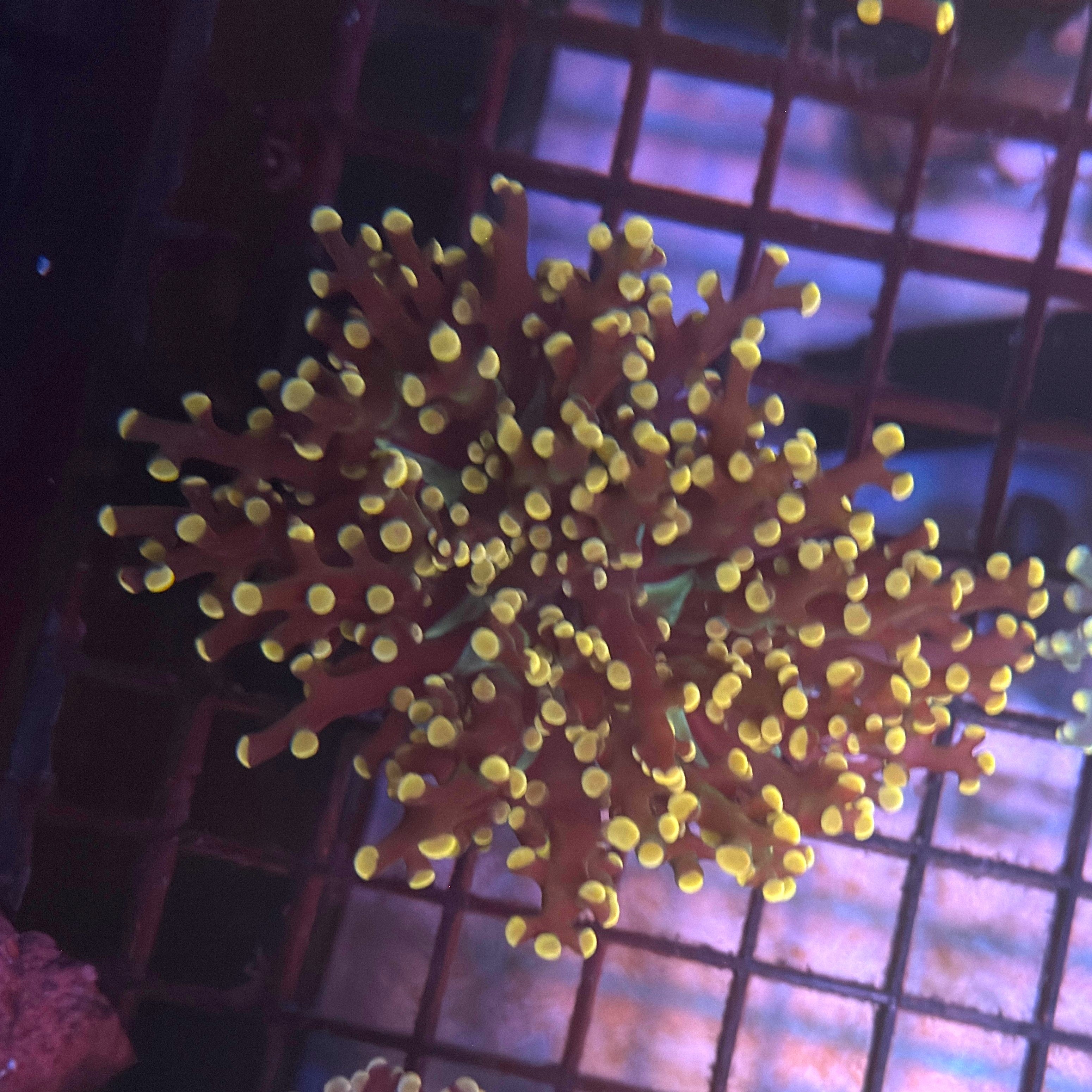 Aquacultured Pink Tip Frogspawn R1A5